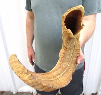 30 inches Large African Merino Ram, Sheep Horn for Sale for $30.99