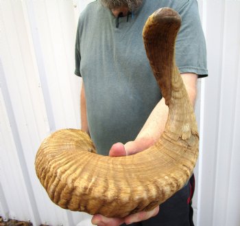 30 inches Large African Merino Ram, Sheep Horn for Sale for $30.99