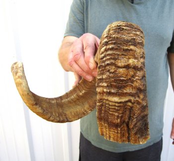 30 inches African Merino Ram, Sheep Horn for Sale (has engraved number) - $30.99