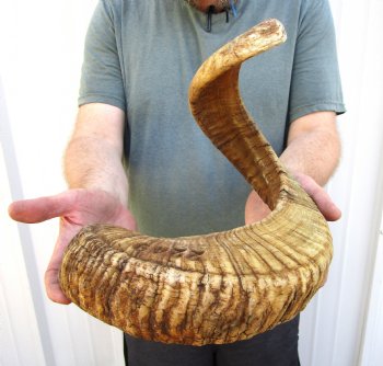 30 inches African Merino Ram, Sheep Horn for Sale (has engraved number) - $30.99