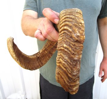 28-1/2 inches African Merino Ram, Sheep Horn for Sale for $28.99