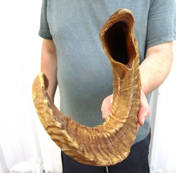 28-1/2 inches African Merino Ram, Sheep Horn for Sale for $28.99