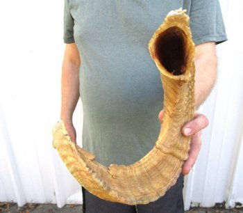 28-1/4 inches African Merino Ram, Sheep Horn for Sale for $28.99