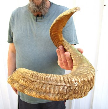 28-1/4 inches African Merino Ram, Sheep Horn for Sale for $28.99