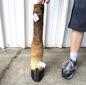 26-1/4 tall Taxidermy Giraffe Foot with Hoof - Buy this for $94.99