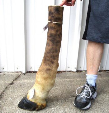 26-1/4 tall Taxidermy Giraffe Foot with Hoof - Buy this for $94.99