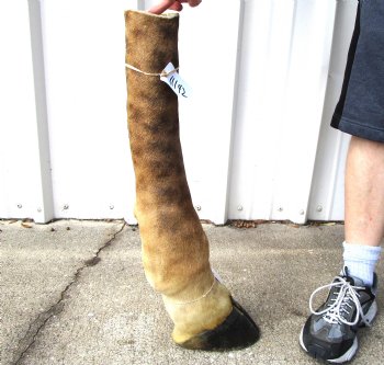 26-1/4 tall Taxidermy Giraffe Foot with Hoof - Buy this for $94.99