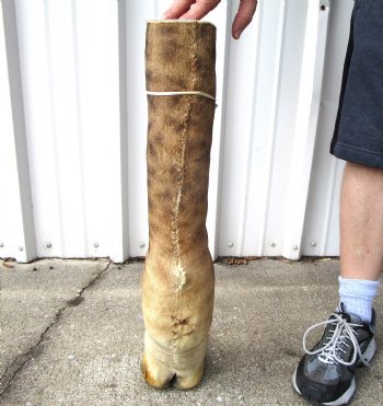 26-1/4 tall Taxidermy Giraffe Foot with Hoof - Buy this for $94.99