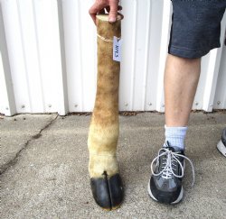 22-7/8 tall Taxidermy Giraffe Foot with Hoof - Buy this for $94.99