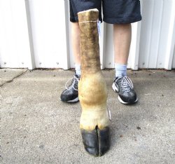 22-3/4 tall Taxidermy Giraffe Foot with Hoof (Free Standing) - Buy this for $94.99