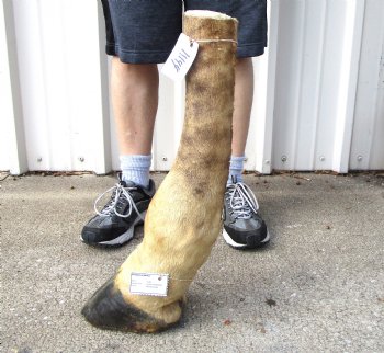 22-3/4 tall Taxidermy Giraffe Foot with Hoof (Free Standing) - Buy this for $94.99