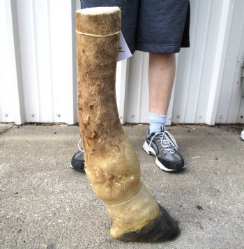 22-3/4 tall Taxidermy Giraffe Foot with Hoof (Free Standing) - Buy this for $94.99