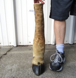 23-1/4 tall Taxidermy Giraffe Foot with Hoof(small hole) - Buy this one for $84.99