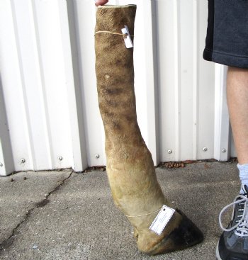 23-1/4 tall Taxidermy Giraffe Foot with Hoof(small hole) - Buy this one for $84.99