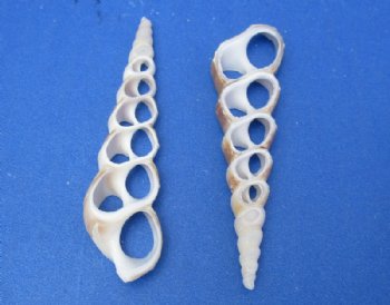 Center Cut Turritella Duplicata Auger Shells 2 to 3 inches <font color=red> Wholesale</font> - 600 @ .16 each