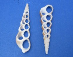 Center Cut Turritella Duplicata Auger Shells 2 to 3 inches <font color=red> Wholesale</font> - 600 @ .16 each