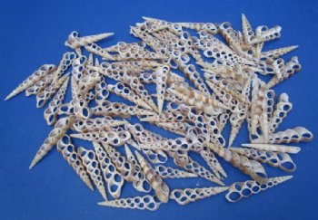 Center Cut Turritella Duplicata Auger Shells 2 to 3 inches  - 100 @ .26 each