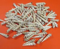 3 to 4 inches Turritella Duplicata Auger Shells for Sale in Bulk - 100 @ .29 each; 200 @ .26 each;