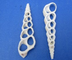 White Center Cut Turritella Duplicata Auger Shells 2 to 3 inches  - 100 @ .26 each