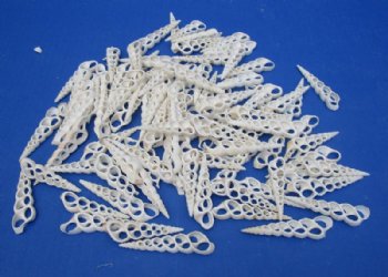 White Center Cut Turritella Duplicata Auger Shells 2 to 3 inches <font color=red> Wholesale</font> - 600 @ .16 each