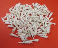 1 to 3 inches White Auger Shells, Turritella Duplicata - One Case: 16 kilos @ $5.63 a kilo; <font color=red> Wholesale</font> 2 Cases @ $4.50 a kilo