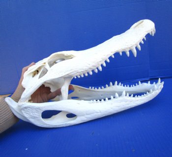 16 inches Real Florida Alligator Skull, Beetle Cleaned <font color=red> Good Quality</font> - Buy this one for $139.99