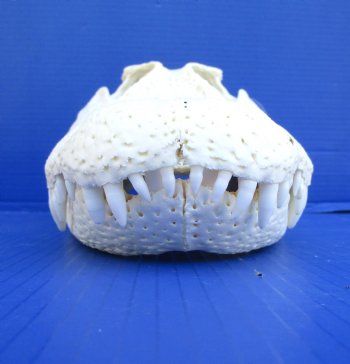 16 inches Real Florida Alligator Skull, Beetle Cleaned <font color=red> Good Quality</font> - Buy this one for $139.99