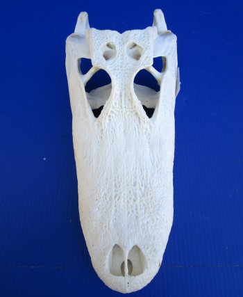 16 inches Real Florida Alligator Skull, Beetle Cleaned <font color=red> Good Quality</font> - Buy this one for $139.99