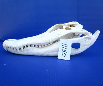 16 inches Real Florida Alligator Skull, Beetle Cleaned <font color=red> Good Quality</font> - Buy this one for $139.99