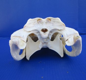 16 inches Real Florida Alligator Skull, Beetle Cleaned <font color=red> Good Quality</font> - Buy this one for $139.99