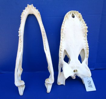 16 inches Real Florida Alligator Skull, Beetle Cleaned <font color=red> Good Quality</font> - Buy this one for $139.99