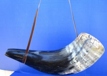 25-1/2 inches Extra Large Blowing Horn, Viking War Horn with Leather Shoulder Strap for $39.99