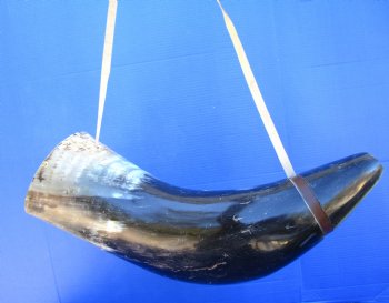 25-1/2 inches Extra Large Blowing Horn, Viking War Horn with Leather Shoulder Strap for $39.99