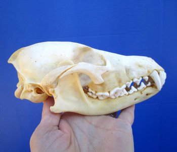 6-7/8 inches Authentic Coyote Skull for $39.99