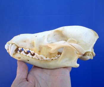 6-7/8 inches Authentic Coyote Skull for $39.99