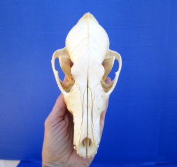 6-7/8 inches Authentic Coyote Skull for $39.99