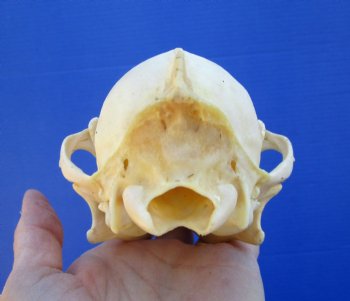 6-7/8 inches Authentic Coyote Skull for $39.99