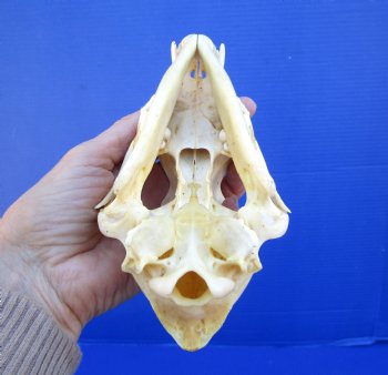 6-7/8 inches Authentic Coyote Skull for $39.99