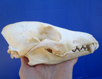 7-1/2 inches Real North American Coyote Skull for $39.99