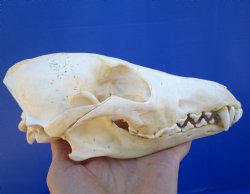 7-1/2 inches Real North American Coyote Skull for $39.99