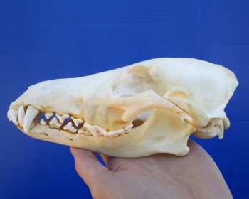 7-1/2 inches Real North American Coyote Skull for $39.99