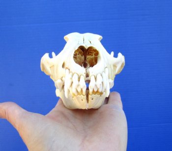 7-1/2 inches Real North American Coyote Skull for $39.99