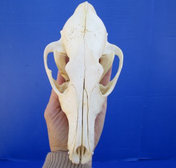 7-1/2 inches Real North American Coyote Skull for $39.99