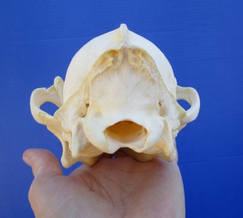 7-1/2 inches Real North American Coyote Skull for $39.99