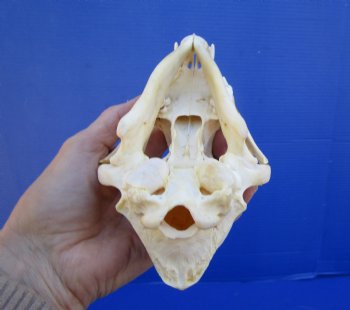 7-1/2 inches Real North American Coyote Skull for $39.99