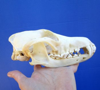 7-1/4 inches Real North American Coyote Skull for $39.99