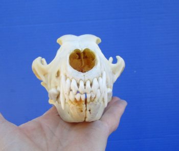 7-1/4 inches Real North American Coyote Skull for $39.99