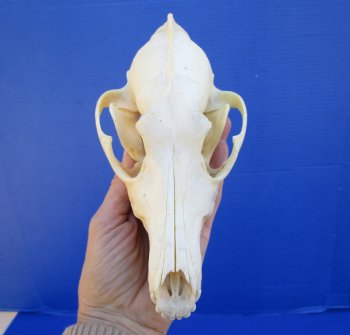 7-1/4 inches Real North American Coyote Skull for $39.99