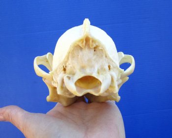 7-1/4 inches Real North American Coyote Skull for $39.99