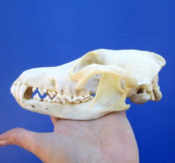 7-1/4 inches Real North American Coyote Skull for $39.99